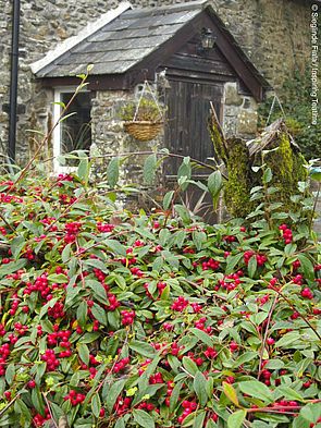 Dartmoor: ein mystischer Ort, ideal zum Wandern