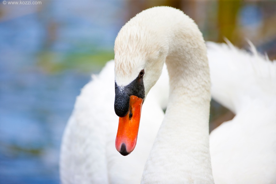 Swan Upping: Schwäne zählen