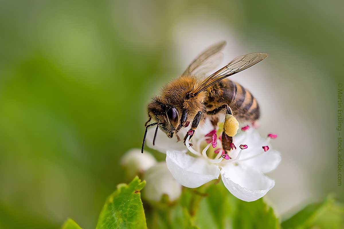 Bienchen, summ herum – auch in der englischen Sprache