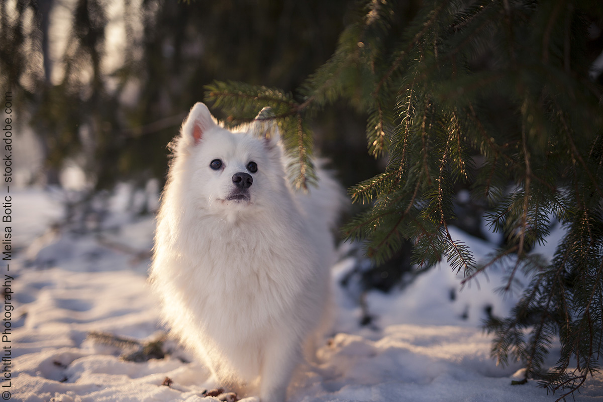 Braver Hund, frecher Hund: ein Blick in die Statistik