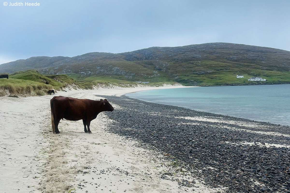 Die Äußeren Hebriden: Von Castlebay bis zur Isle of Harris und Lewis Eine Kuh steht am Strand von Vatersay Beach