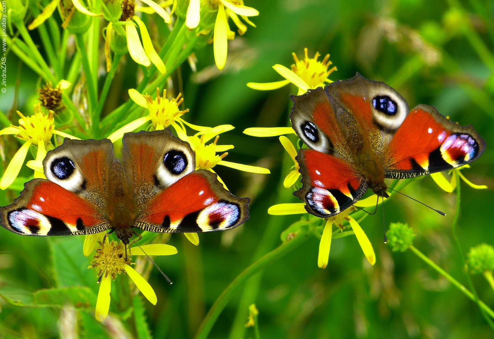 Das Rätsel der Butterfliegen