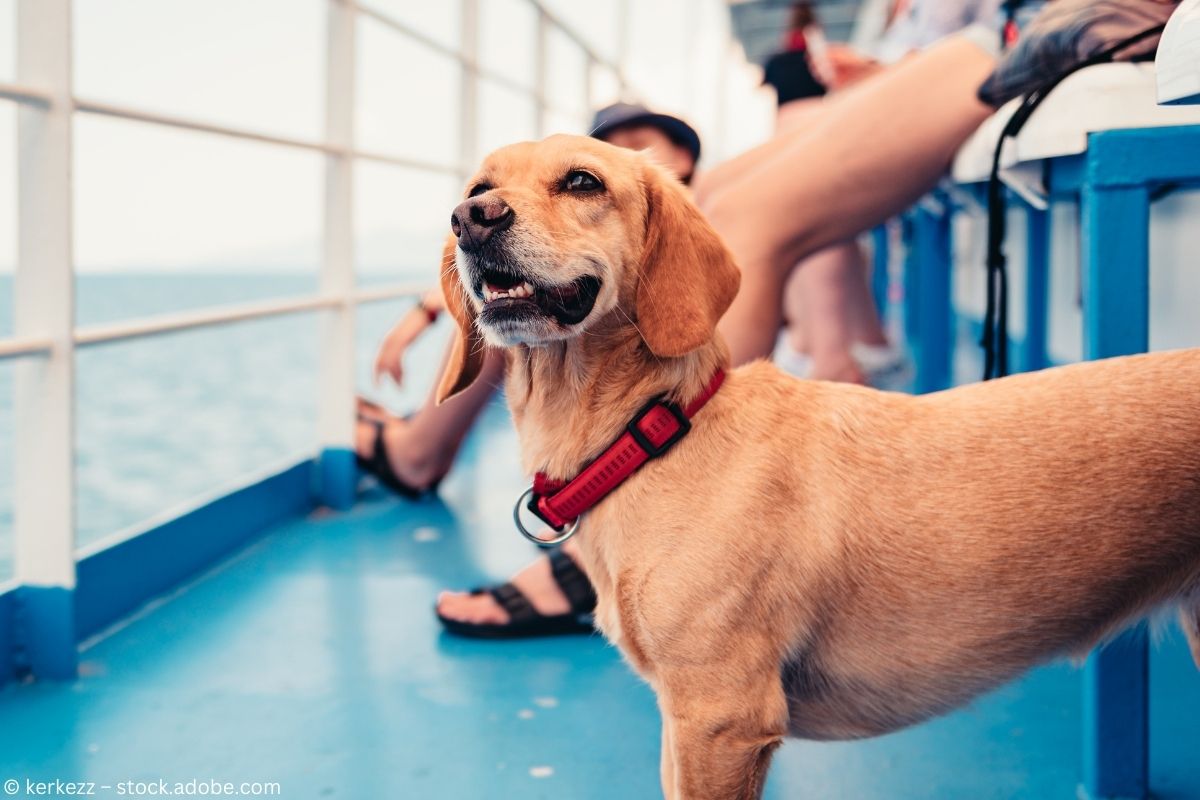 Fähren nach Großbritannien: So reist Ihr Vierbeiner entspannt mit Fähren nach Großbritannien: So reist Ihr Vierbeiner entspannt mit