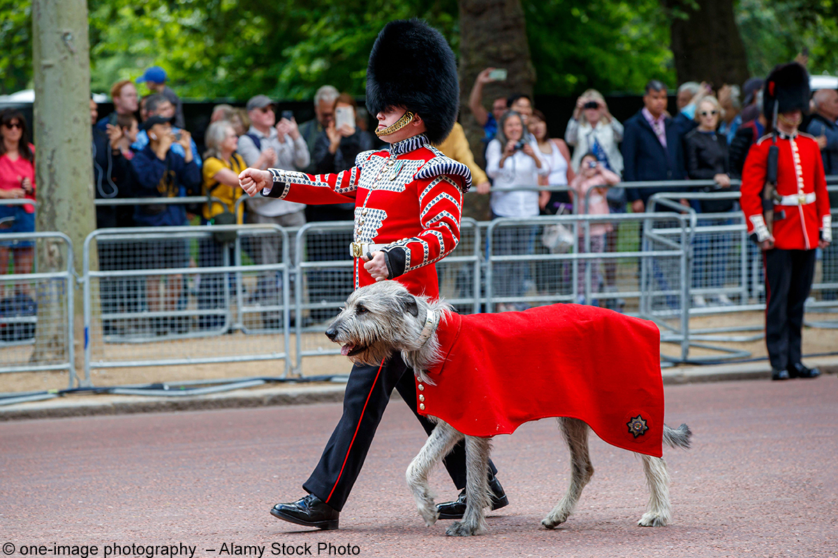 Séamus, der wohl berühmteste Irische Wolfshund der Welt