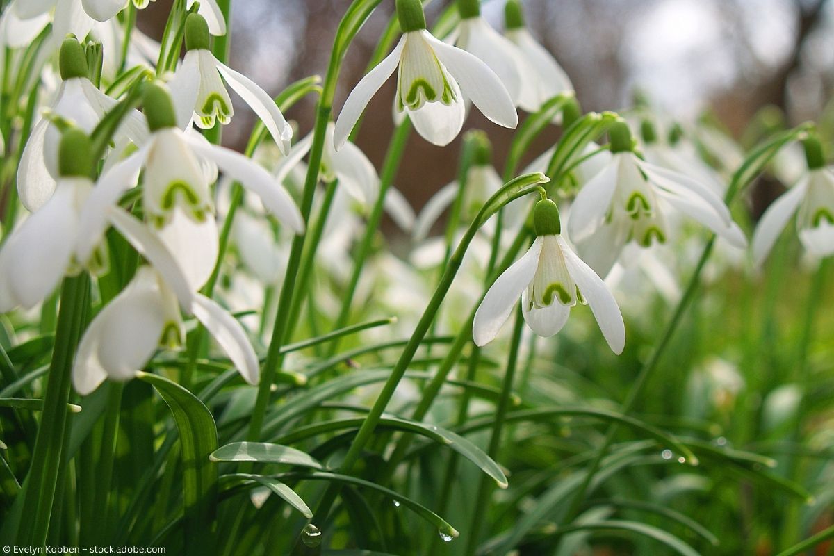 Weiße Schneeglöckchen