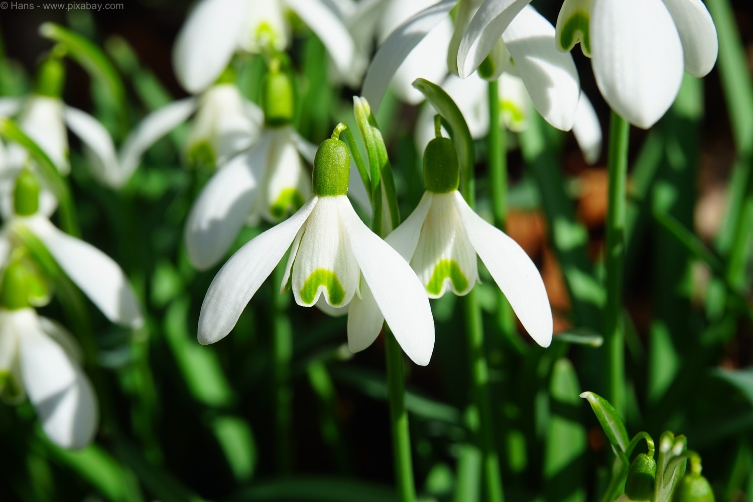 Schneeglöckchen, Weißröckchen